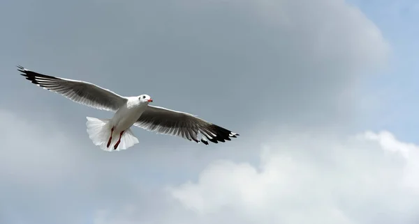 Die Möwe Fliegt Auf Dem Hintergrund Ein Blauer Himmel Möwen — Stockfoto