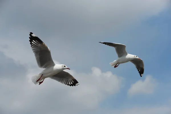 Grup Samut Prakarn Thailand Seagulls Mavi Gökyüzüne Uçan Eylem Denizde — Stok fotoğraf