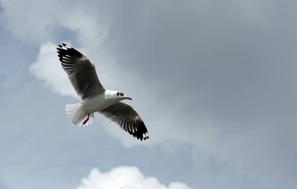 Die Möwe Fliegt Auf Dem Hintergrund Ein Blauer Himmel Möwen — Stockfoto