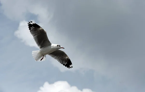 Sea Gull Flies Background Blue Sky Seagulls Action Flying Blue — Stock Photo, Image