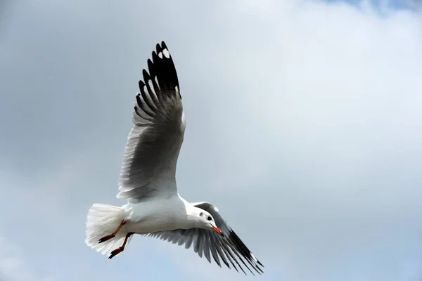 Die Möwe Fliegt Auf Dem Hintergrund Ein Blauer Himmel Möwen — Stockfoto