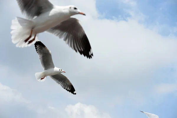 갈매기 바탕에 하늘에 행동에 Sky Seagulls — 스톡 사진