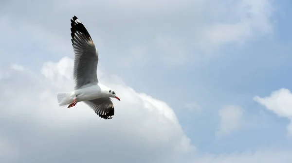 Sea Gull Flies Background Blue Sky Seagulls Action Flying Blue — Stock Photo, Image