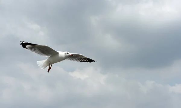 Sea Gull Flies Background Blue Sky Seagulls Action Flying Blue — Stock Photo, Image