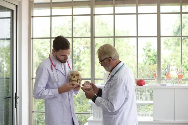 Doctor with human skull.The old doctor explained about the physiological knowledge to the young doctor.Doctor man working and using skull with plastic brain model together at hospital