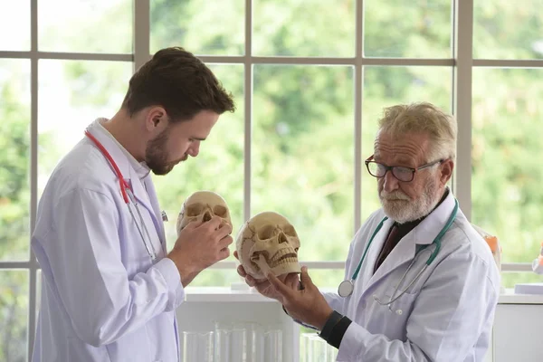 Doctor with human skull.The old doctor explained about the physiological knowledge to the young doctor.Doctor man working and using skull with plastic brain model together at hospital