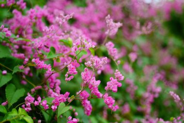 Arı kolonileri pembe çiçeklerle. Arılar karışık çiçekler ve çiçek nektarı emmek. Pembe çiçeklerle arılar arasında.