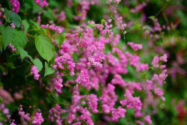 pembe çiçekler ve bahçede arı grubu.