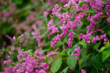 pembe çiçekler ve bahçede arı grubu.