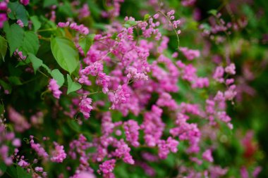 Arı kolonileri pembe çiçeklerle. Arılar karışık çiçekler ve çiçek nektarı emmek. Pembe çiçeklerle arılar arasında.