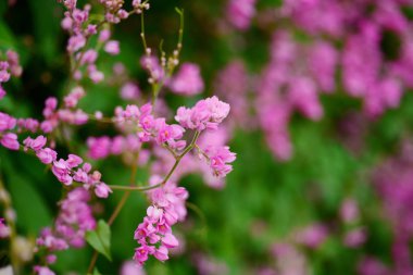 Arı kolonileri pembe çiçeklerle. Arılar karışık çiçekler ve çiçek nektarı emmek. Pembe çiçeklerle arılar arasında.