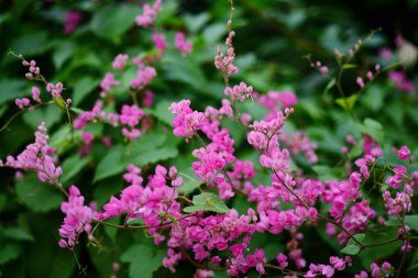 Arı kolonileri pembe çiçeklerle. Arılar karışık çiçekler ve çiçek nektarı emmek. Pembe çiçeklerle arılar arasında.