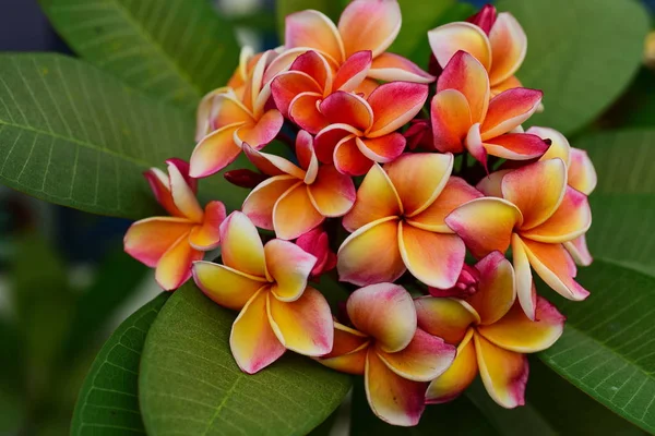 Plumeria Flower Pink Flor Branca Flower Pink Amarelo Flores Brancas — Fotografia de Stock