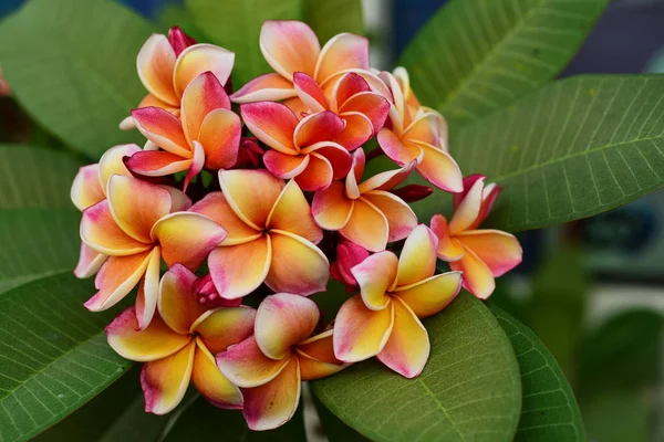 Plumeria Flower Pink Fleur Blanche Rose Fleur Jaune Fond Fleur — Photo