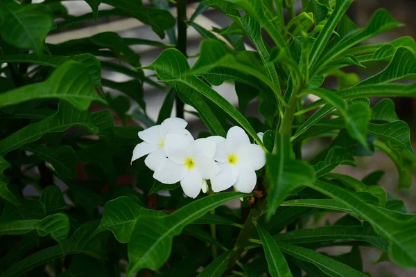 美丽的花朵和大自然中的草 在一个阳光明媚的日子 春天背景与美丽的黄色和橙色的花 — 图库照片