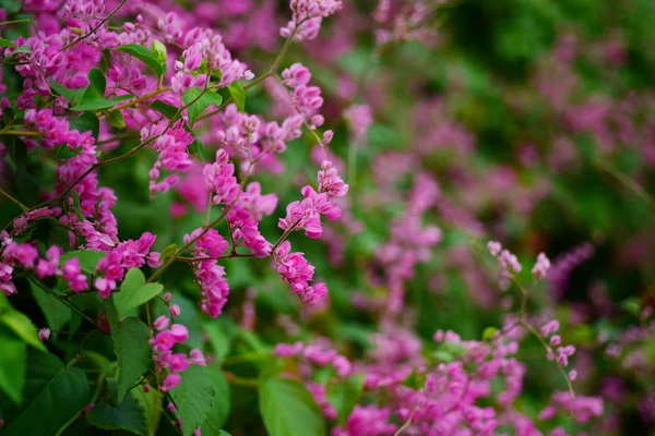 Pink flowers with bee colonies.Bees mixed flowers And suck nectar from flowers.Among pink flowers with bees.