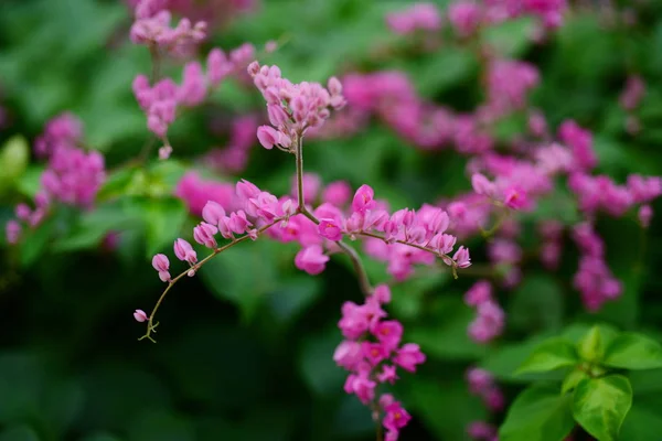 Pink flowers with bee colonies.Bees mixed flowers And suck nectar from flowers.Among pink flowers with bees.