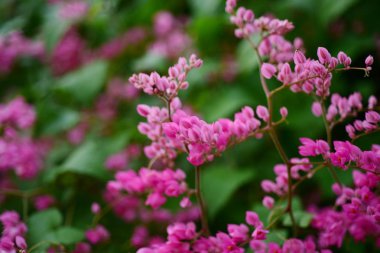 pembe çiçekler ve bahçede arı grubu.