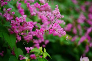 pembe çiçekler ve bahçede arı grubu.