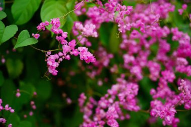 pembe çiçekler ve bahçede arı grubu.