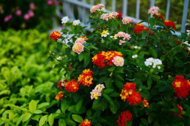 Güzel çiçekler ve çim doğada. Güneşli bir günde. Güzel sarı ve turuncu çiçekli bahar arka plan.