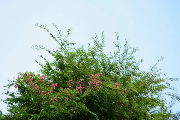 Group Pink Flowers Bee Garden — Stock Photo, Image