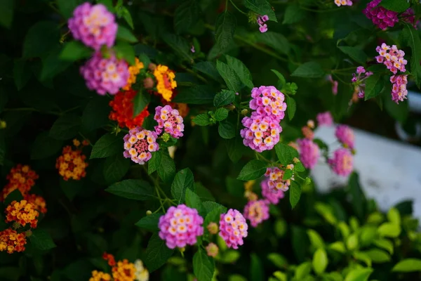 Hermosas Flores Hierba Naturaleza Día Soleado Fondo Con Hermosas Flores — Foto de Stock