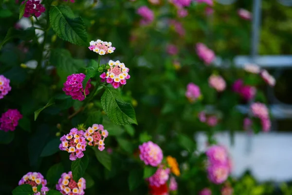 Pembe Çiçekler Bahçede Arı Grubu — Stok fotoğraf