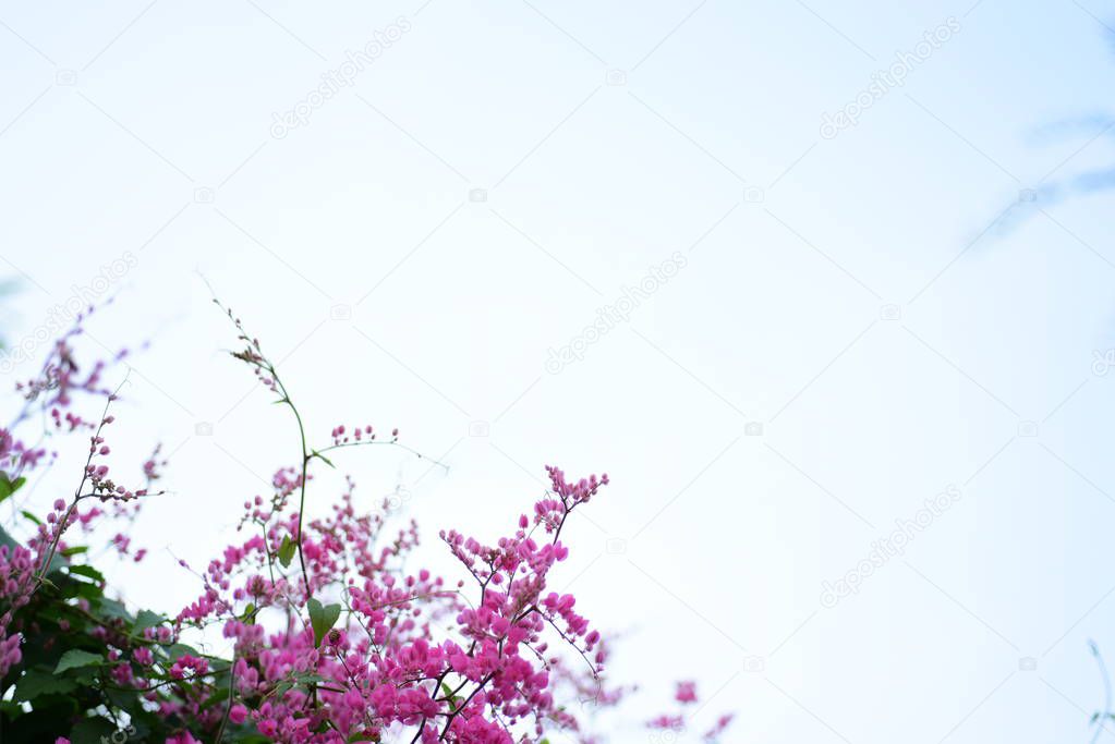 group of pink flowers and bee in the garden.