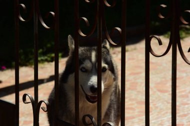 Evlat edinme, Evcil hayvan, üzgün hayvanlar kavramı. Yeni bir sahibi bekleyen bir hayvan barınağı barlarda arkasında şirin köpek yavrusu