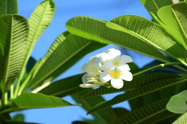 Beyaz ve sarı frangipani çiçek yaprakları arka plan ile. Plumeria çiçek çiçek açan ve yeşil yaprak ile parlak gök .