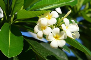 Beyaz ve sarı frangipani çiçek yaprakları arka plan ile. Plumeria çiçek çiçek açan ve yeşil yaprak ile parlak gök .