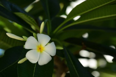 Beyaz ve sarı frangipani çiçek yaprakları arka plan ile. Plumeria çiçek çiçek açan ve yeşil yaprak ile parlak gök .