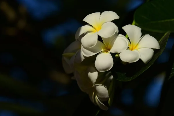 Fleurs Frangipani Blanches Jaunes Avec Des Feuilles Arrière Plan Plumeria — Photo