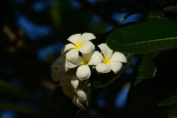 バック グラウンドでの葉で白と黄色のプルメリアのお花 明るい空とプルメリアの花開花し — ストック写真