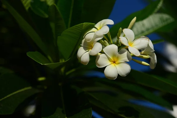 Beyaz Sarı Frangipani Çiçek Yaprakları Arka Plan Ile Plumeria Çiçek — Stok fotoğraf