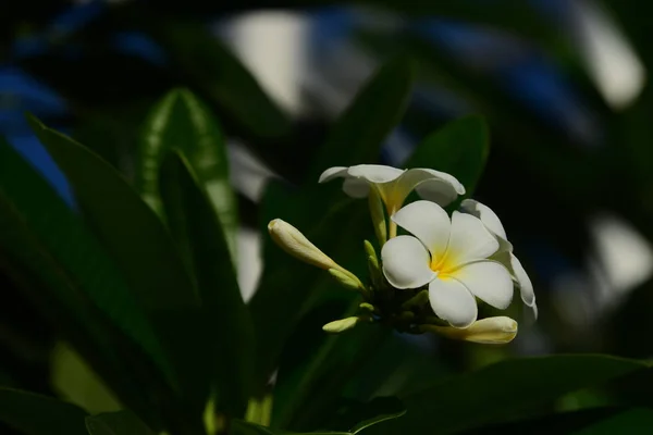 Witte Gele Frangipani Bloemen Met Blaadjes Achtergrond Plumeria Bloem Bloeiende — Stockfoto