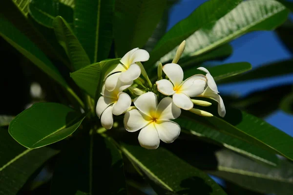 Белый Желтый Frangipani Цветы Листьями Заднем Плане Plumeria Цветок Цветения — стоковое фото