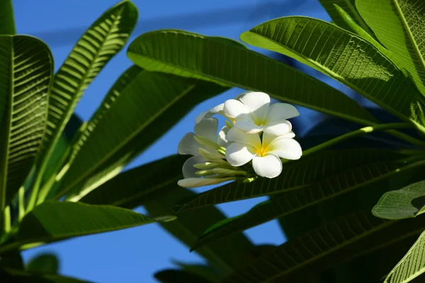 Biały Żółty Frangipani Kwiaty Liści Tle Plumeria Kwiat Kwitnący Zielony — Zdjęcie stockowe