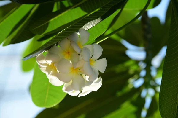 Белый Желтый Frangipani Цветы Листьями Заднем Плане Plumeria Цветок Цветения — стоковое фото