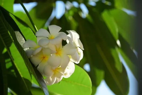 Biały Żółty Frangipani Kwiaty Liści Tle Plumeria Kwiat Kwitnący Zielony — Zdjęcie stockowe