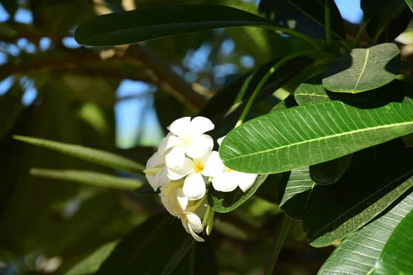 Weiße Orchideenblüten Auf Dem Baum — Stockfoto