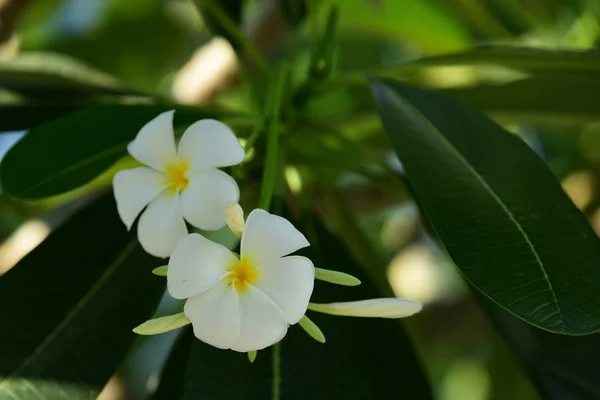 Fiori Frangipani Bianchi Gialli Con Foglie Sullo Sfondo Fiore Plumeria — Foto Stock