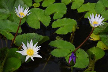 Güzel Lotus Gölü, Lotus çiçeği çiçek açan ve su, seçici odak yansıması. Zemin su beyaz lotus çiçek yeşil yapraklar.
