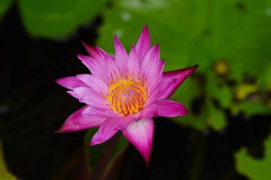 Güzel Lotus Gölü, Lotus çiçeği çiçek açan ve su, seçici odak yansıması. Zemin su beyaz lotus çiçek yeşil yapraklar.