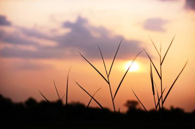 günbatımı manzara. Alan ve karanlık clouds.sunset yeşil alanı, göl günbatımı ile gökyüzü ve altın bulutlu gökyüzü. Ve güzel su yansıma, parlak renkli gökyüzü ve bulutlar olarak geri