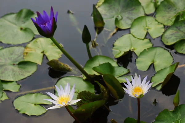 Beautiful Lotus Lake Blooming Lotus Flower Reflection Water Selective Focus — Stock Photo, Image