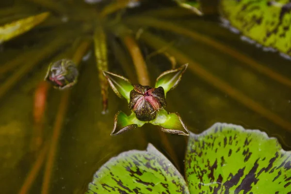 Schöne Lotusblume See Blühende Lotusblume Und Reflexion Wasser Selektiver Fokus — Stockfoto