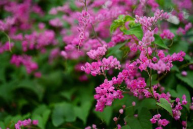 pembe çiçekler ve bahçede arı grubu.