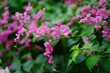 pembe çiçekler ve bahçede arı grubu.